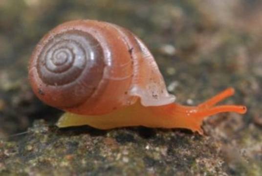 彩虹色蜗牛