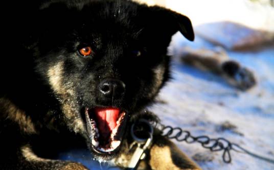 东北猎犬