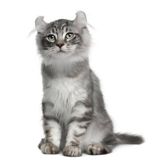 美国卷毛猫