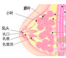 乳腺炎疾病