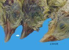 喹乙醇中毒