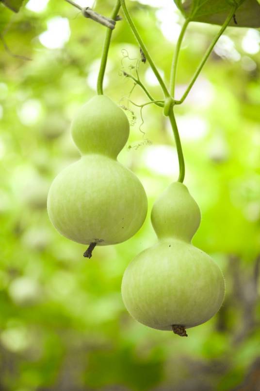 葫芦（中药）