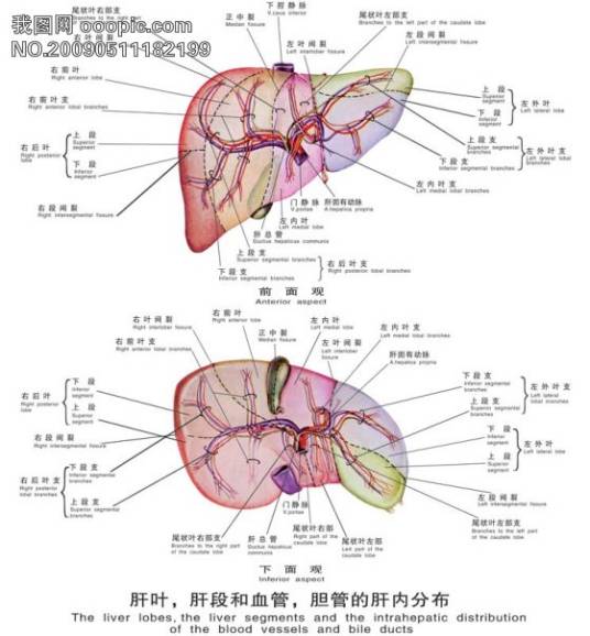 肝（人体脏器名、五脏之一）