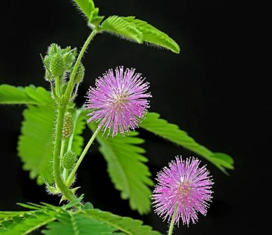 含羞草MIMOSA.