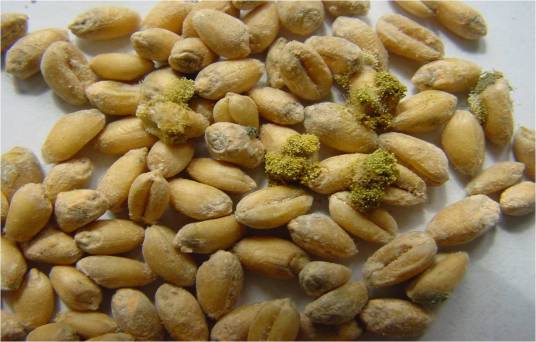 点翠（微生物学粮食霉变现象）