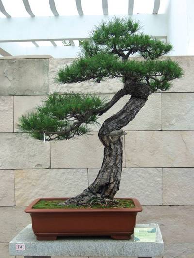 中国盆景流派
