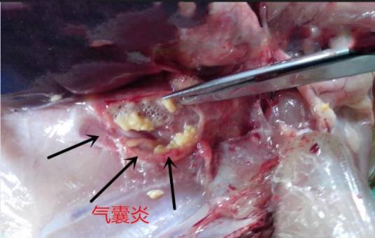 肉鸡气囊炎