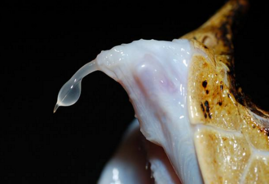 毒液（生物学）