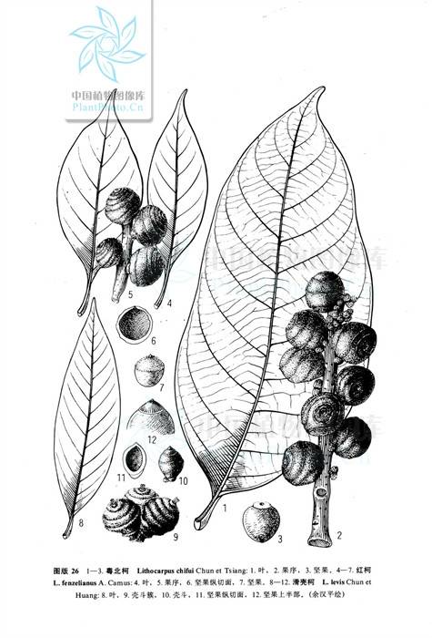 红柯（壳斗科柯属植物）