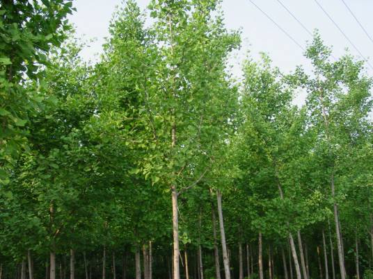 孑遗植物（濒危物种）