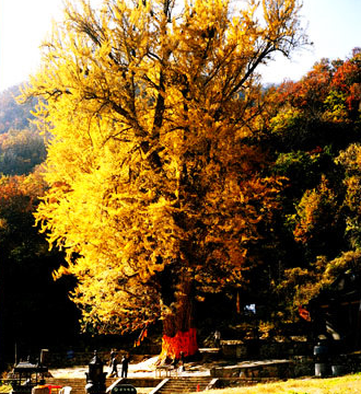 千年银杏树（河南省旅游景点）