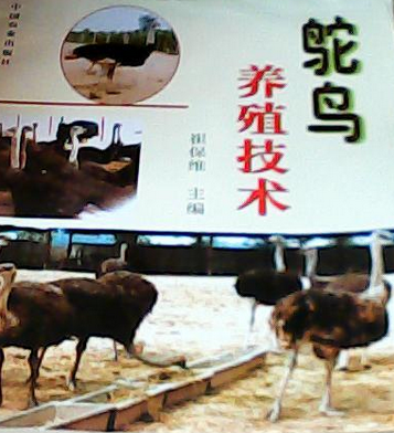 鸵鸟养殖技术