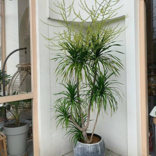 龙须树（百合科龙血树属植物）