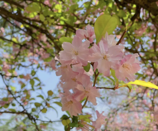 昆明山海棠（中药名）
