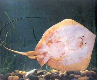 海鹞鱼尾刺