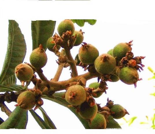 山枇杷根（冬青科植物）