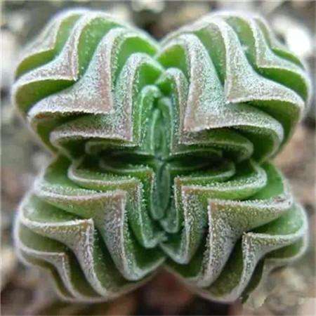 方塔（多肉植物）