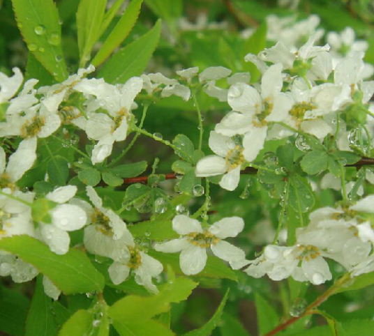 笑靥花（中药）