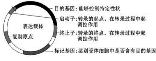 基因表达载体