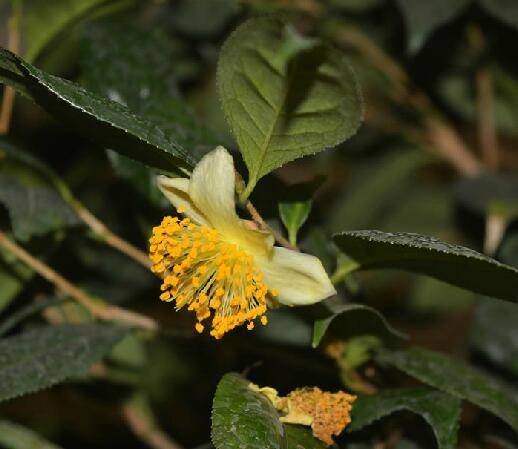 贵州金花茶