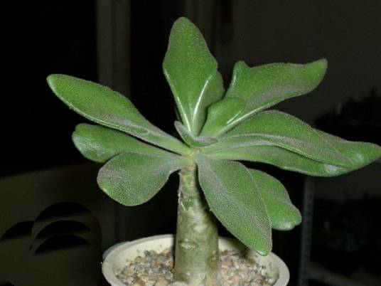 阿房宫（景天科植物）