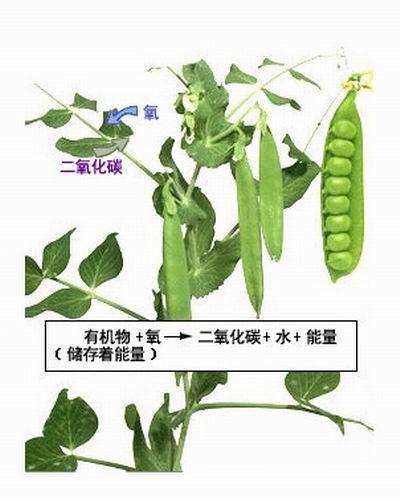 植物呼吸作用