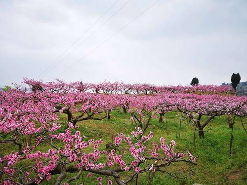 龙泉桃花沟（四川省景点）