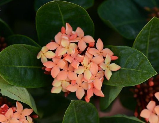 龙船花（中药）