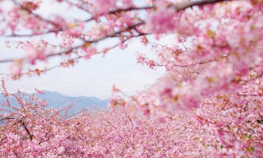 日本樱花品种