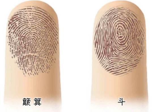 箕斗纹