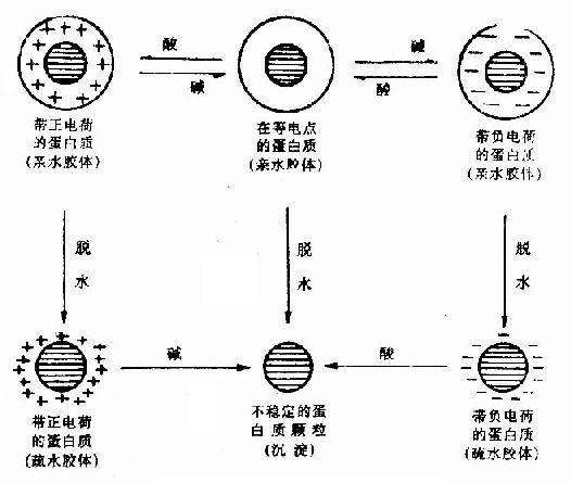 胶体颗粒