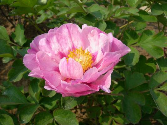 花蝴蝶（芍药属牡丹栽培品种）