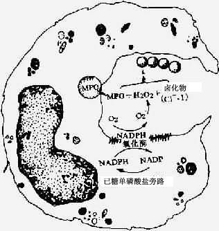 遗传性代谢缺陷病