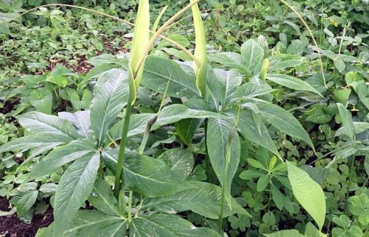 虎掌（天南星科半夏属植物）