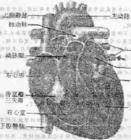 血液系统疾病（医学术语）