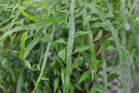 竹节蓼（中药）