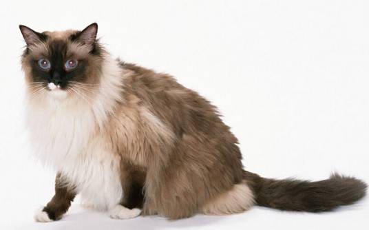 波曼猫