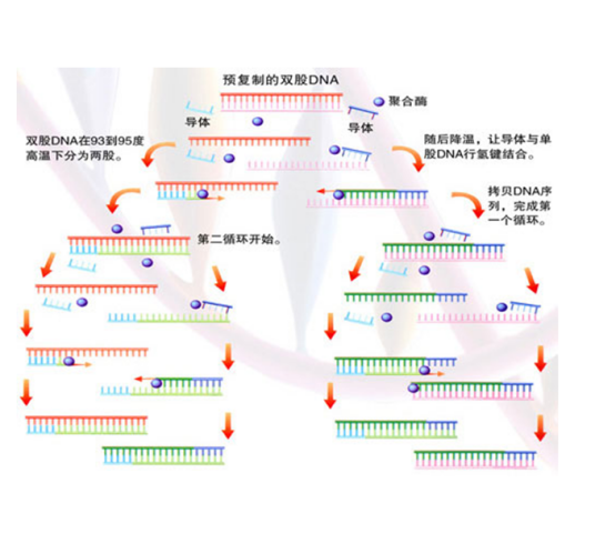 生命指数