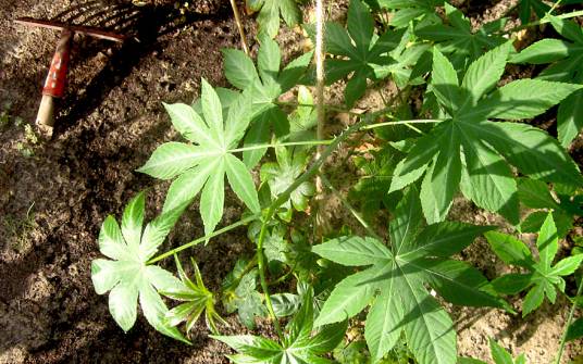 甜茶（蔷薇科悬钩子属植物）