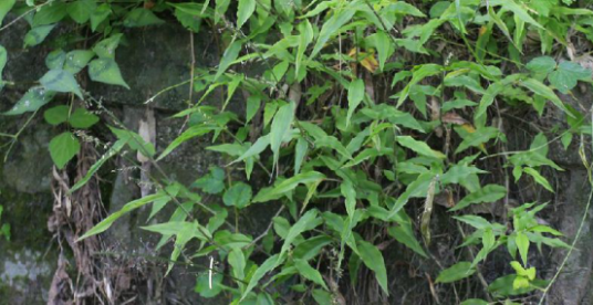 荩草（中草药）