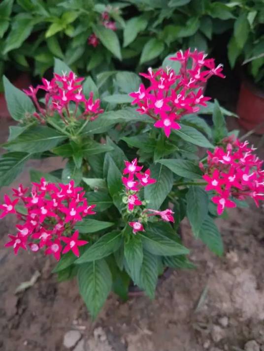 北京利松花卉种植中心