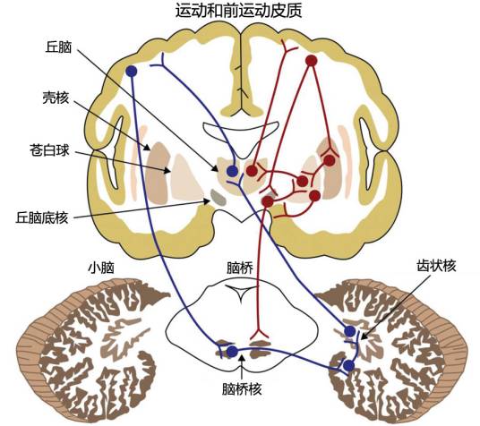 基底神经节