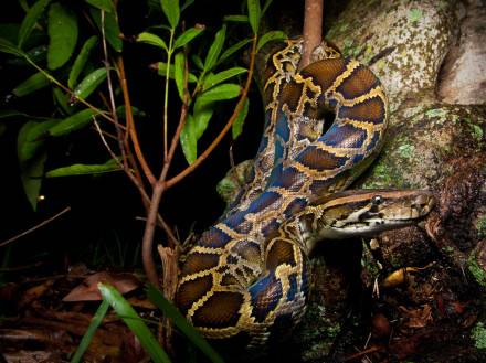 Python（英文单词）