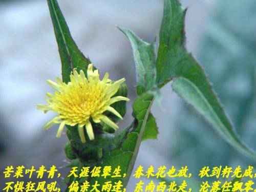 苦菜花（野菜花名）