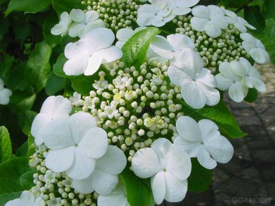 玉蕊花（植物）
