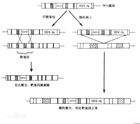 正负筛选法