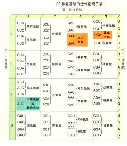 起始密码子