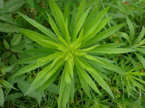 鲗鱼胆草