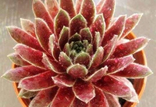 紫牡丹（景天科长生草属植物）