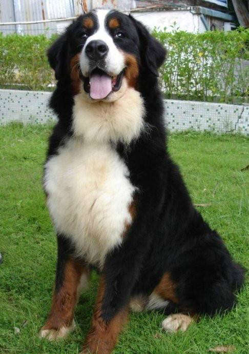 伯尔尼兹山地犬
